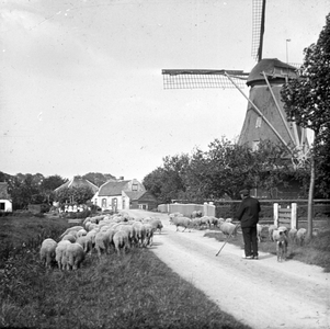 811959 Afbeelding van een schaapsherder met zijn kudde schapen te Zuilen; rechts de korenmolen De Hoop.N.B. Dit ...